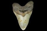 Fossil Megalodon Tooth - North Carolina #124955-1